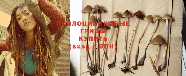 сатива Каменногорск